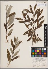 Foto von Salix drummondiana Barratt ex Hook.